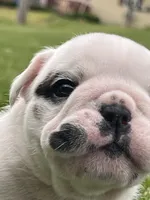 Vanilla Ice, a male English Bulldog for sale in Flushing, MI – 1 of 10