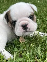 Whitman , a male English Bulldog for sale in Flushing, MI – 3 of 10
