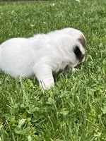 Whitman , a male English Bulldog for sale in Flushing, MI – 10 of 10