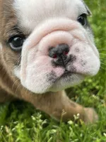 Hercules , a male English Bulldog for sale in Flushing, MI – 4 of 10