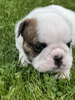 Whitman , a male English Bulldog for sale in Flushing, MI – 5 of 10