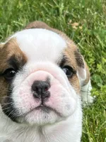 Cowboy Crunch , a male English Bulldog for sale in Flushing, MI – 2 of 10