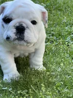 Vanilla Ice, a male English Bulldog for sale in Flushing, MI – 6 of 10