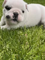 Vanilla Ice, a male English Bulldog for sale in Flushing, MI – 10 of 10