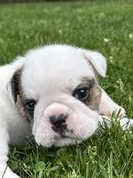 Whitman , a male English Bulldog for sale in Flushing, MI – 8 of 10