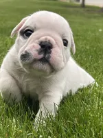 Vanilla Ice, a male English Bulldog for sale in Flushing, MI – 7 of 10
