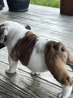 Cowboy Crunch , a male English Bulldog for sale in Flushing, MI – 9 of 10