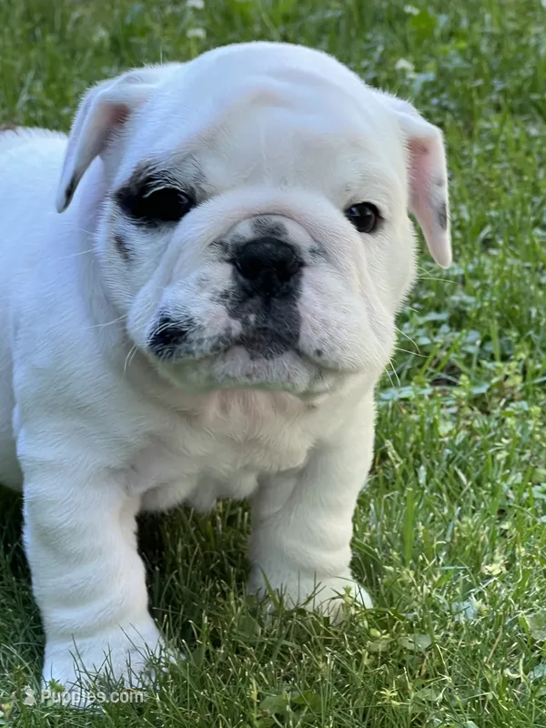 Vanilla Ice – English Bulldog puppy for sale in Flushing, MI