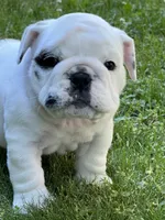Vanilla Ice, a male English Bulldog for sale in Flushing, MI – 1 of 10