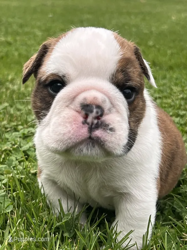Tank – English Bulldog puppy for sale in Flushing, MI
