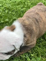 Hercules , a male English Bulldog for sale in Flushing, MI – 8 of 10