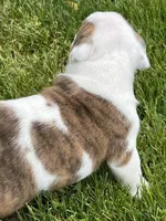 Cowboy Crunch , a male English Bulldog for sale in Flushing, MI – 10 of 10