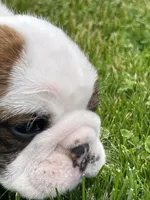 Tank, a male English Bulldog for sale in Flushing, MI – 3 of 10