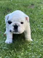 Vanilla Ice, a male English Bulldog for sale in Flushing, MI – 7 of 10