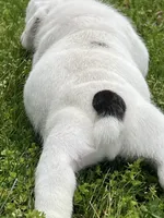 Vanilla Ice, a male English Bulldog for sale in Flushing, MI – 4 of 10