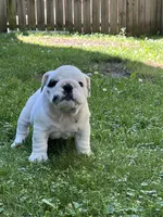 Vanilla Ice, a male English Bulldog for sale in Flushing, MI – 9 of 10