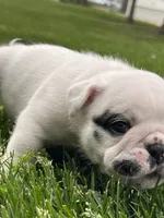 Vanilla Ice, a male English Bulldog for sale in Flushing, MI – 5 of 10