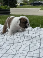 Cowboy Crunch , a male English Bulldog for sale in Flushing, MI – 9 of 10