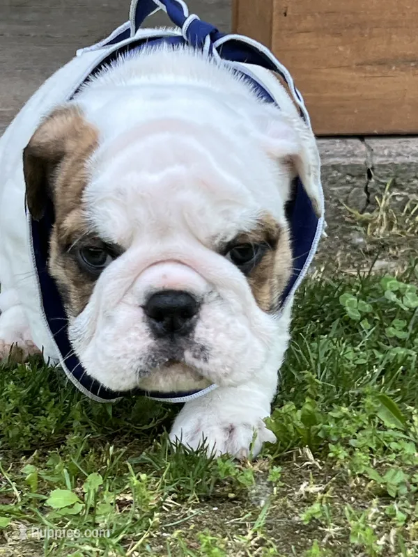 Whitman  – English Bulldog puppy for sale in Flushing, MI
