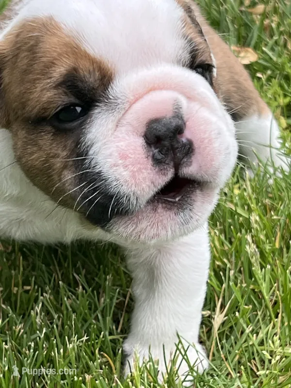 Cowboy Crunch  – English Bulldog puppy for sale in Flushing, MI