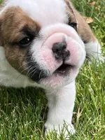 Cowboy Crunch , a male English Bulldog for sale in Flushing, MI – 1 of 10