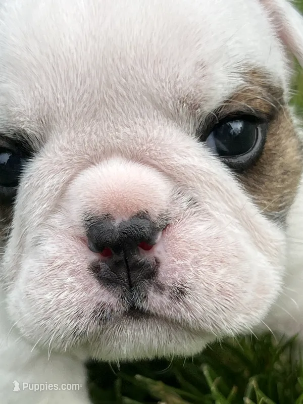 Whitman  – English Bulldog puppy for sale in Flushing, MI