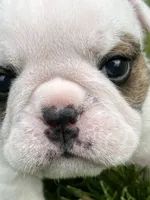 Whitman , a male English Bulldog for sale in Flushing, MI – 1 of 10