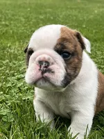 Tank, a male English Bulldog for sale in Flushing, MI – 4 of 10