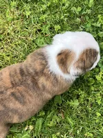 Hercules , a male English Bulldog for sale in Flushing, MI – 10 of 10
