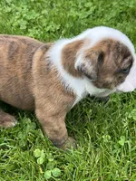Hercules , a male English Bulldog for sale in Flushing, MI – 9 of 10