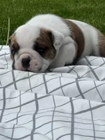 Cowboy Crunch , a male English Bulldog for sale in Flushing, MI – 5 of 10