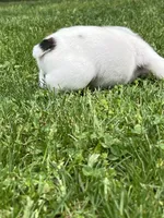 Whitman , a male English Bulldog for sale in Flushing, MI – 7 of 10