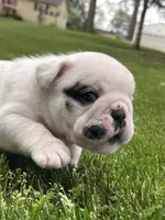 Vanilla Ice, a male English Bulldog for sale in Flushing, MI – 6 of 10
