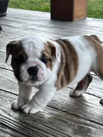 Cowboy Crunch , a male English Bulldog for sale in Flushing, MI – 6 of 10