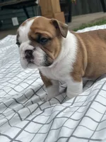 ACE of Hearts, a male English Bulldog for sale in Flushing, MI – 6 of 10