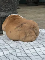 ACE of Hearts, a male English Bulldog for sale in Flushing, MI – 10 of 10