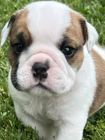 Cowboy Crunch , a male English Bulldog for sale in Flushing, MI – 3 of 10