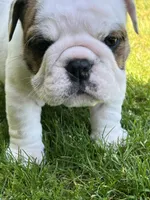 Whitman , a male English Bulldog for sale in Flushing, MI – 3 of 10