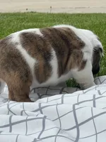 Cowboy Crunch , a male English Bulldog for sale in Flushing, MI – 4 of 10