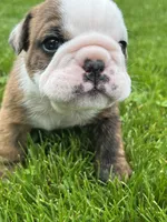 Hercules , a male English Bulldog for sale in Flushing, MI – 3 of 10