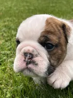 Tank, a male English Bulldog for sale in Flushing, MI – 5 of 10