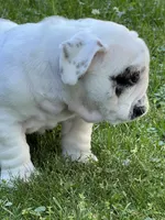 Vanilla Ice, a male English Bulldog for sale in Flushing, MI – 10 of 10