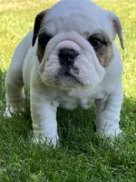 Whitman , a male English Bulldog for sale in Flushing, MI – 6 of 10
