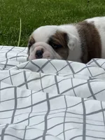 Cowboy Crunch , a male English Bulldog for sale in Flushing, MI – 7 of 10