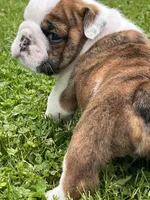 Tank, a male English Bulldog for sale in Flushing, MI – 8 of 10