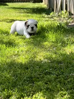Whitman , a male English Bulldog for sale in Flushing, MI – 8 of 10