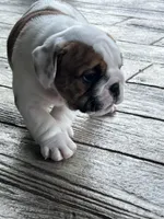 Cowboy Crunch , a male English Bulldog for sale in Flushing, MI – 4 of 10