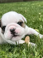 Whitman , a male English Bulldog for sale in Flushing, MI – 4 of 10