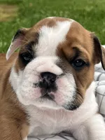 ACE of Hearts, a male English Bulldog for sale in Flushing, MI – 3 of 10