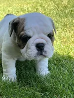 Whitman , a male English Bulldog for sale in Flushing, MI – 5 of 10